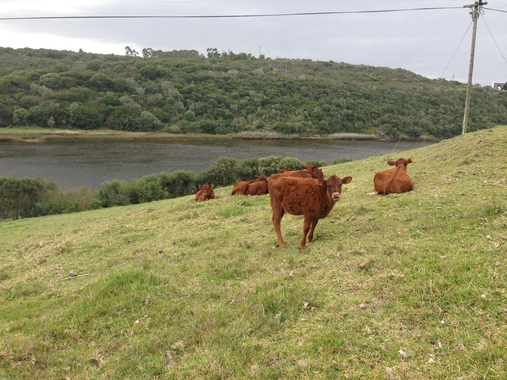 Apartamento Waterryk Eco Guest Farm Stilbaai Exterior foto